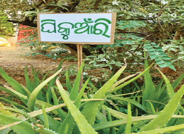 Socio Cultural Development Centre implemented 45 Nos. of School Herbal Garden in Aspirational District (Malkangiri, Rayagada & Kalahandi) of Odisha 