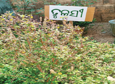 Socio Cultural Development Centre implemented 45 Nos. of School Herbal Garden in Aspirational District (Malkangiri, Rayagada & Kalahandi) of Odisha 